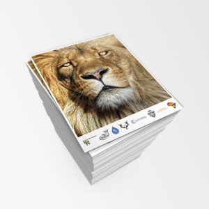 Copies